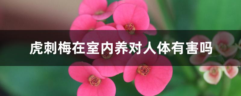 虎刺梅在室内养对人体有害吗 虎刺梅在室内养对人体有害吗