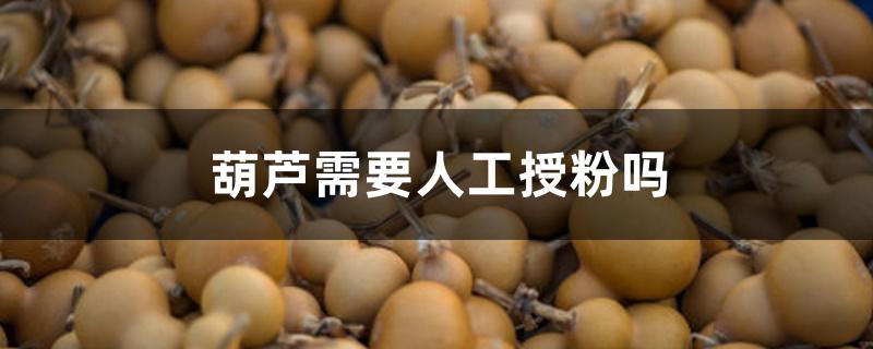 葫芦需要人工授粉吗 葫芦需要人工授粉吗