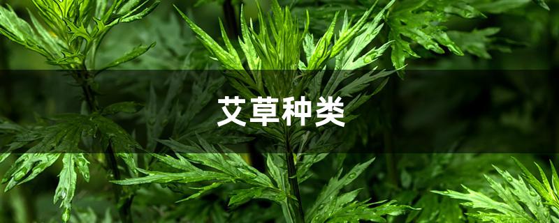 艾草种类