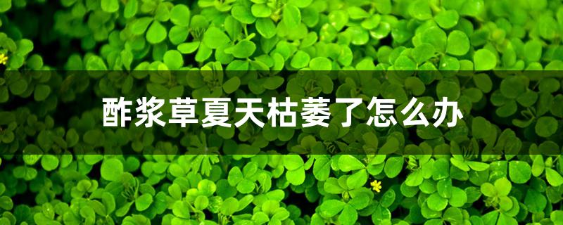 酢浆草夏天枯萎了怎么办 酢浆草夏天枯萎了怎么办