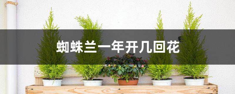 蜘蛛兰一年开几回花