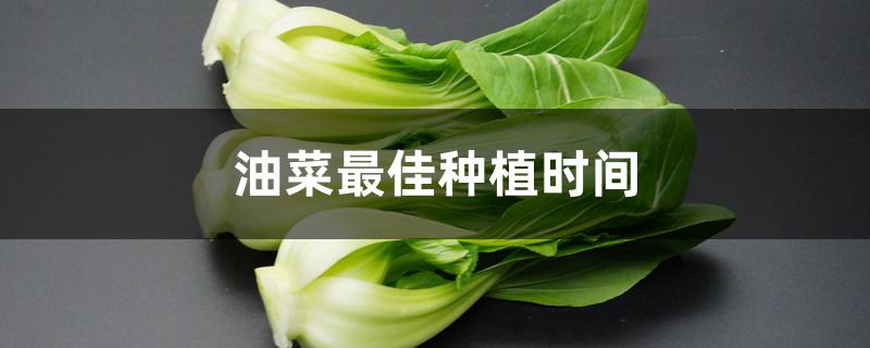 油菜最佳种植时间