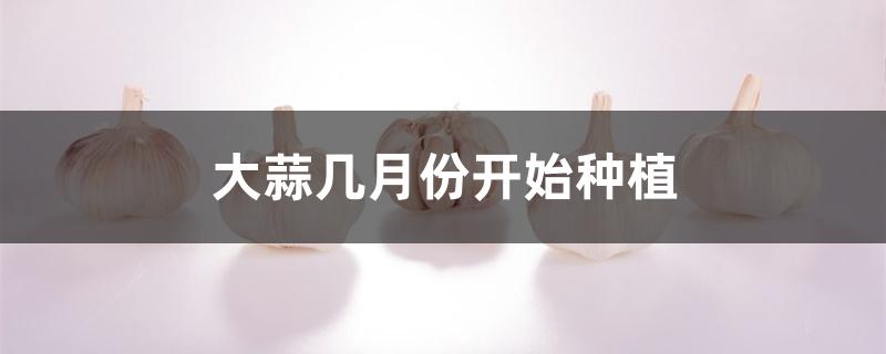 大蒜几月份开始种植