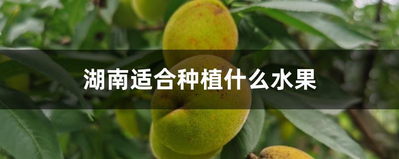 湖南适合种植什么水果