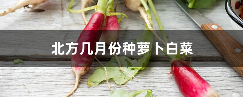 北方几月份种萝卜白菜