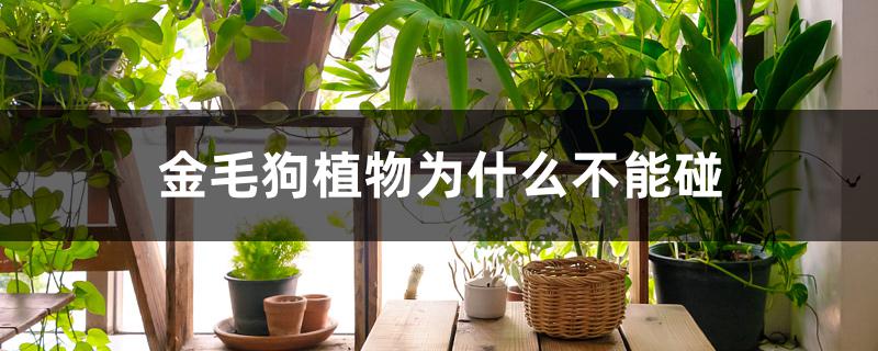 金毛狗植物为什么不能碰