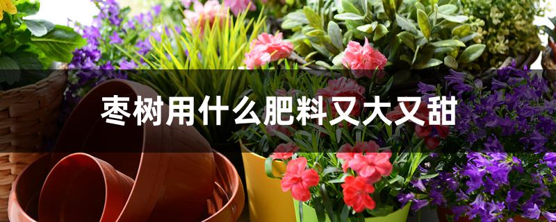 枣树用什么肥料又大又甜