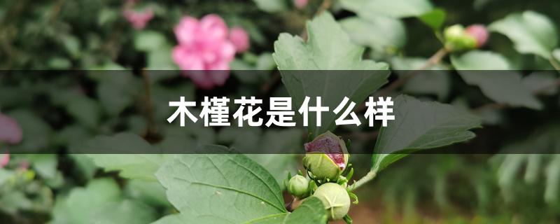 木槿花是什么样