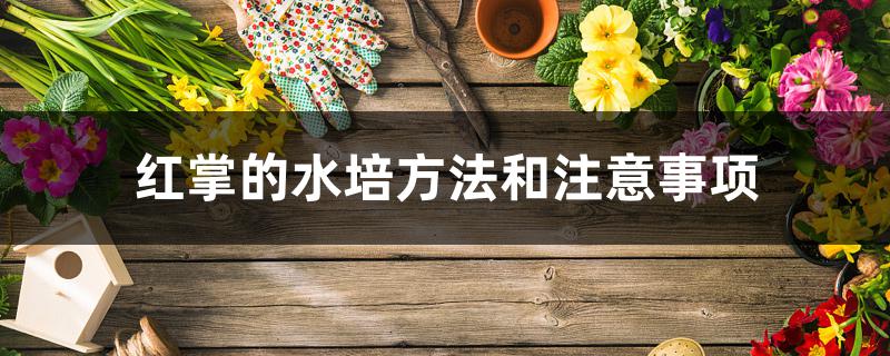 红掌的水培方法和注意事项