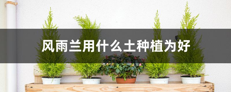 风雨兰用什么土种植为好