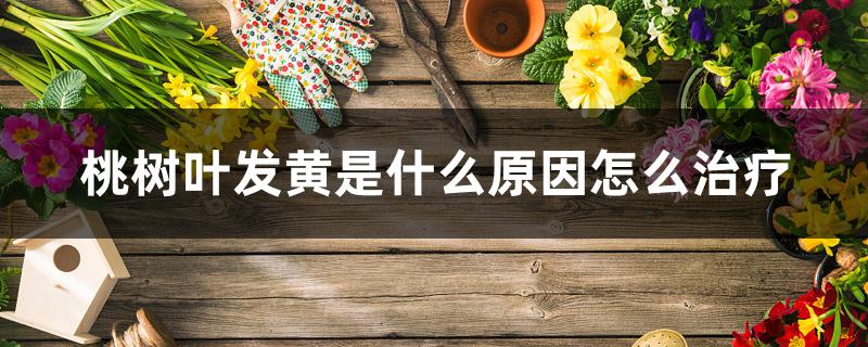 桃树叶发黄是什么原因怎么治疗 桃树叶发黄是什么原因怎么治疗