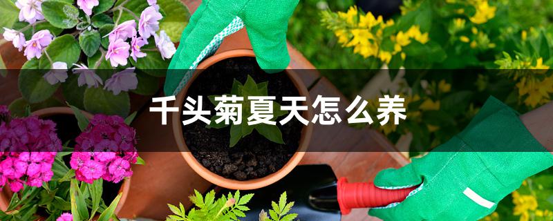 千头菊夏天怎么养 千头菊夏天怎么养