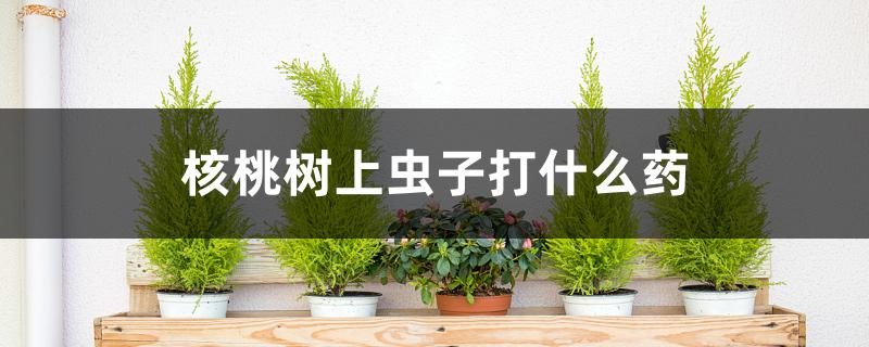 核桃树上虫子打什么药