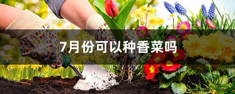 7月份可以种香菜吗