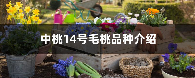 中桃14号毛桃品种介绍 中桃14号毛桃品种介绍