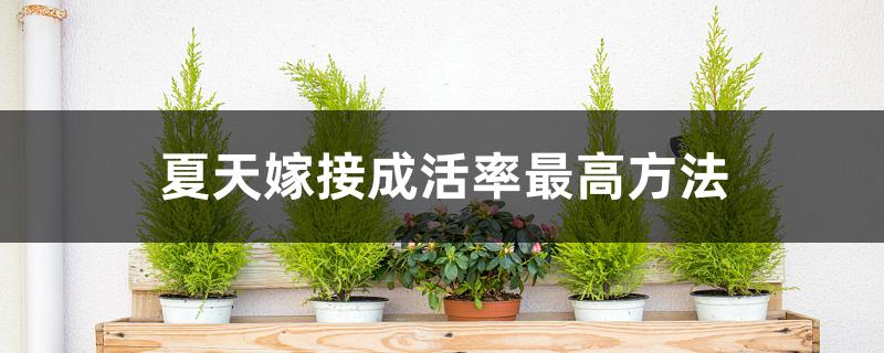 夏天嫁接成活率最高方法