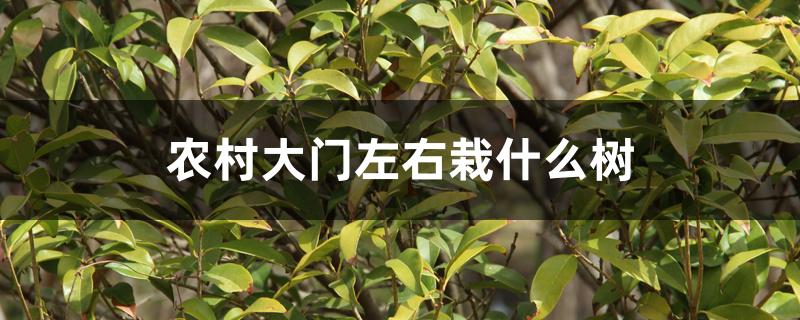 农村大门左右栽什么树