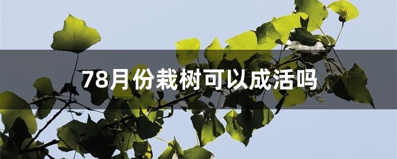 78月份栽树可以成活吗