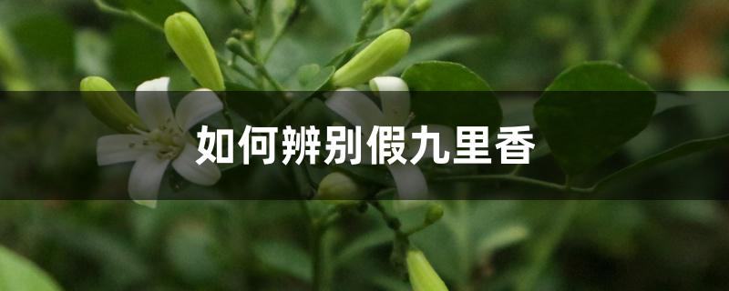如何辨别假九里香 如何辨别假九里香