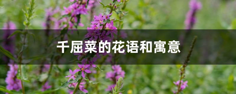 千屈菜的花语和寓意