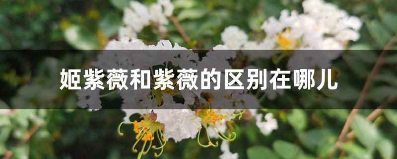 姬紫薇和紫薇的区别在哪儿 姬紫薇和紫薇的区别在哪儿
