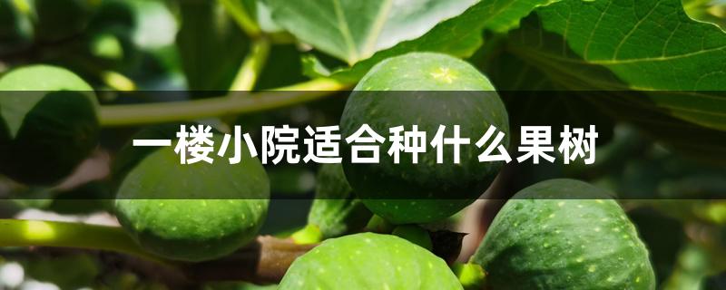 一楼小院适合种什么果树