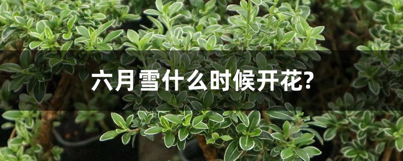 六月雪什么时候开花? 六月雪什么时候开花?