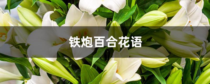 铁炮百合花语