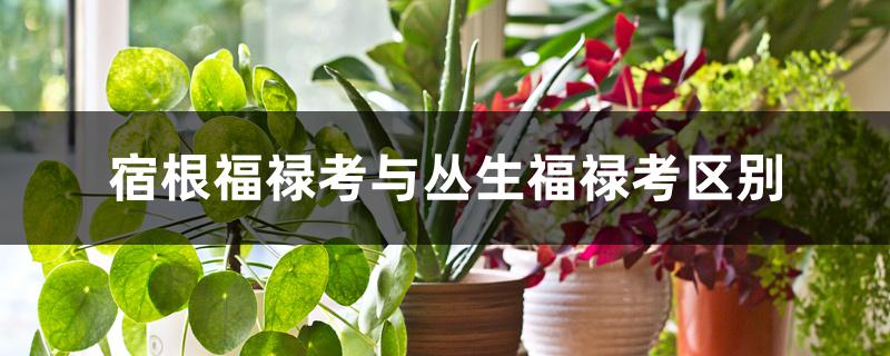 宿根福禄考与丛生福禄考区别