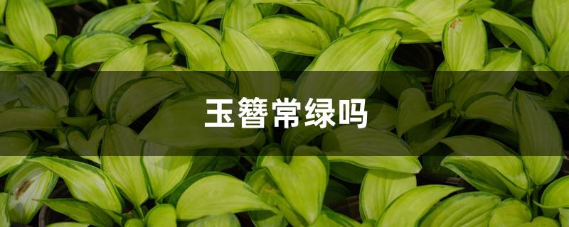 玉簪常绿吗