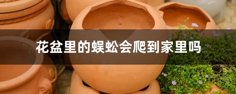 花盆里的蜈蚣会爬到家里吗 花盆里的蜈蚣会爬到家里吗