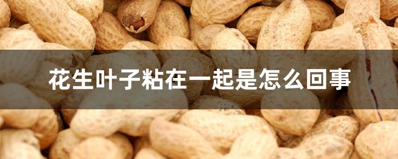 花生叶子粘在一起是怎么回事