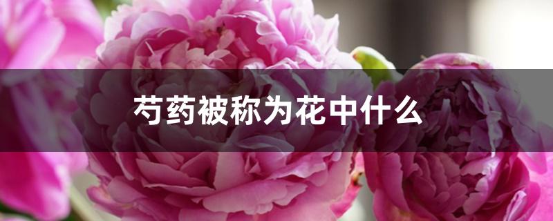 芍药被称为花中什么