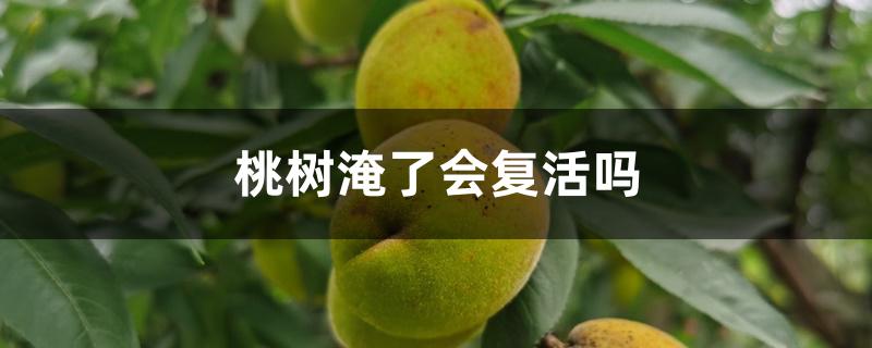 桃树淹了会复活吗