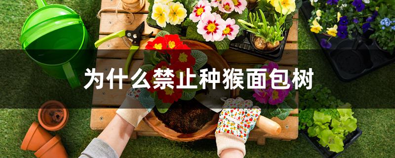 为什么禁止种猴面包树 为什么禁止种猴面包树
