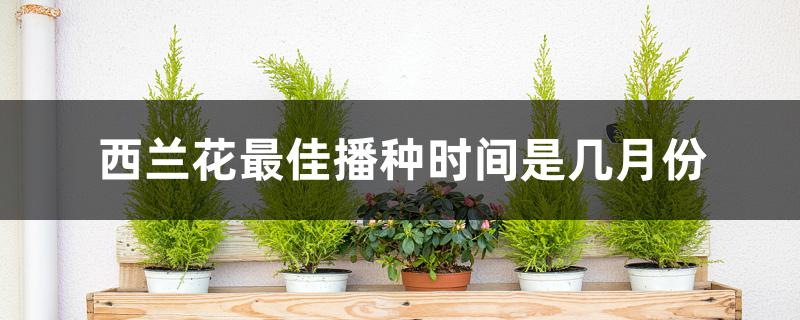 西兰花最佳播种时间是几月份