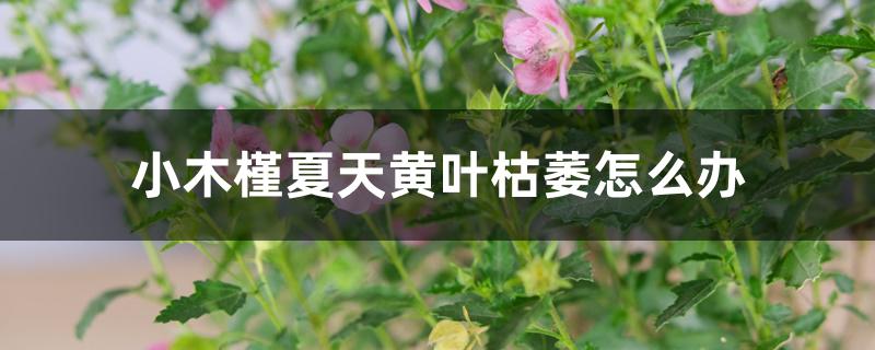 小木槿夏天黄叶枯萎怎么办