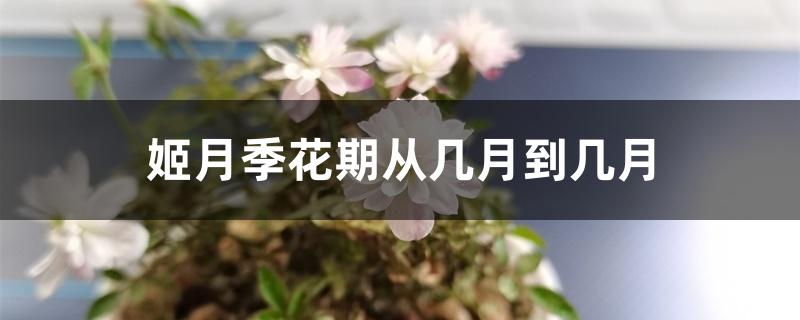 姬月季花期从几月到几月