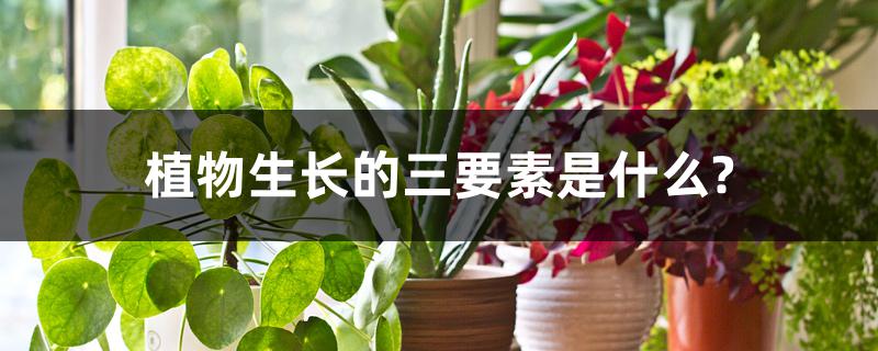 植物生长的三要素是什么? 植物生长的三要素是什么?