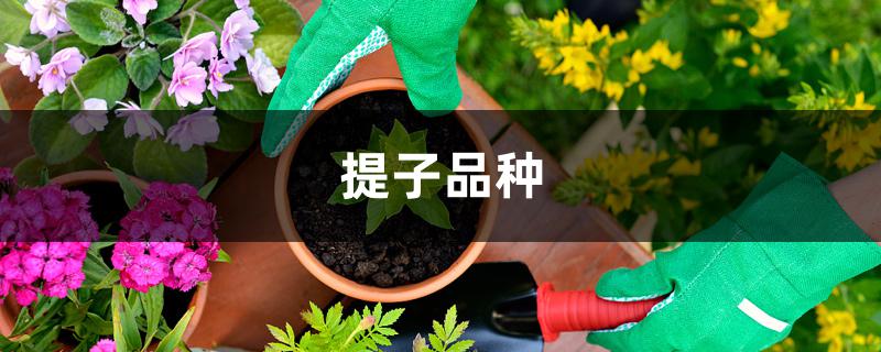 提子品种