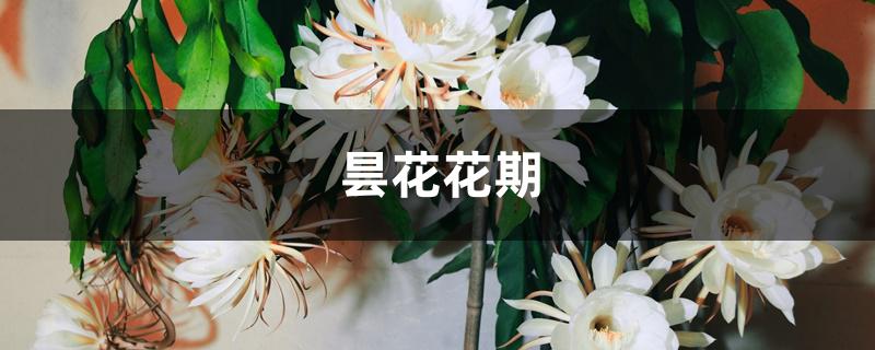 昙花花期