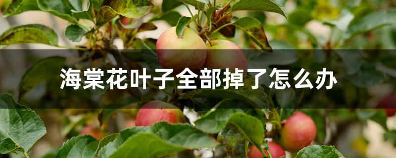 海棠花叶子全部掉了怎么办 海棠花叶子全部掉了怎么办