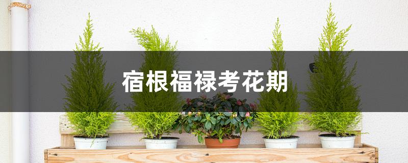 宿根福禄考花期