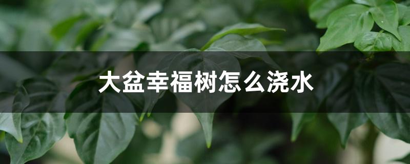 大盆幸福树怎么浇水