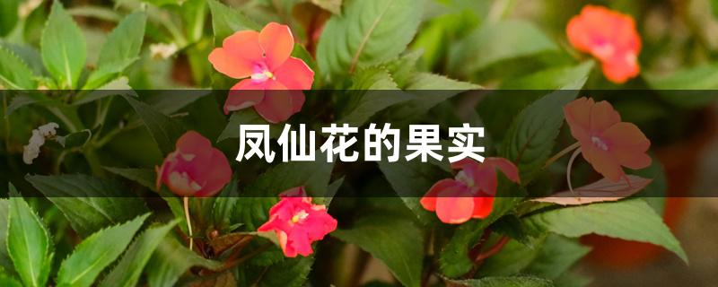 凤仙花的果实