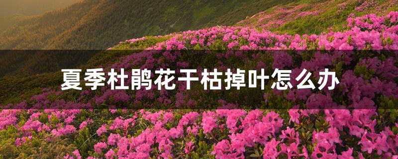 夏季杜鹃花干枯掉叶怎么办