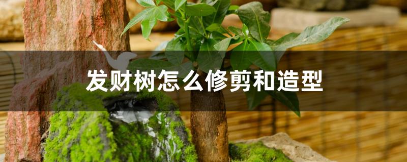 发财树怎么修剪和造型