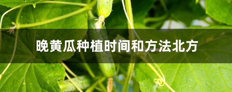 晚黄瓜种植时间和方法北方