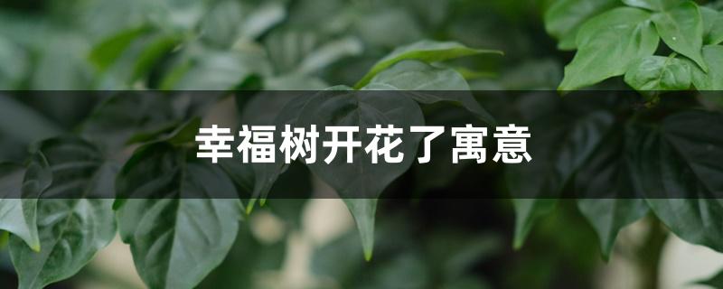 幸福树开花了寓意