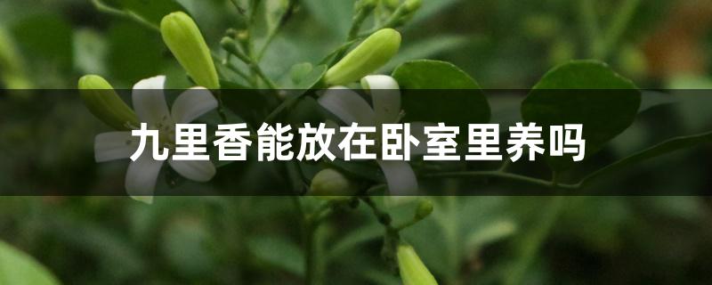 九里香能放在卧室里养吗